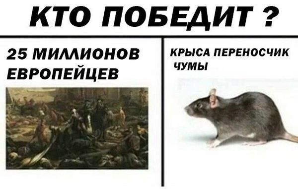 Дератизация от грызунов от крыс и мышей в Иваново