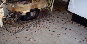 Поморить тараканов в квартире в Иваново, цены