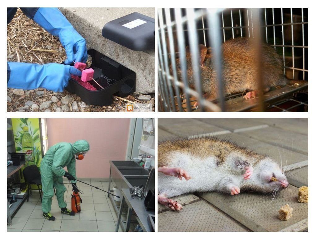 Фирма по уничтожению грызунов, крыс и мышей в Иваново