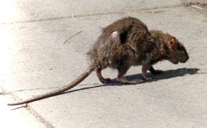 Фирма по уничтожению грызунов, крыс и мышей в Иваново