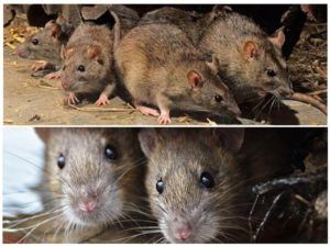 Травить грызунов крыс и мышей в Иваново