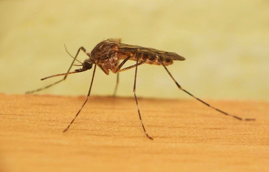 Уничтожение комаров в Иваново