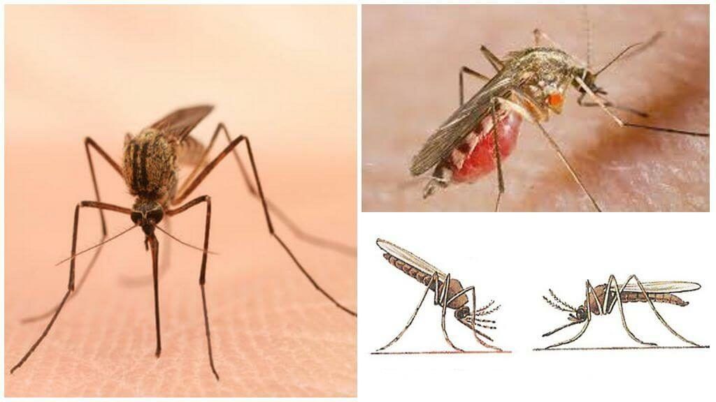 Уничтожение комаров в Иваново