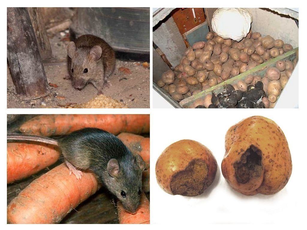 Обработка от грызунов крыс и мышей в Иваново