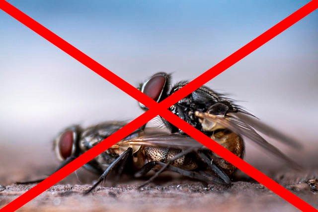 Профессиональное уничтожение мух в Иваново с гарантией