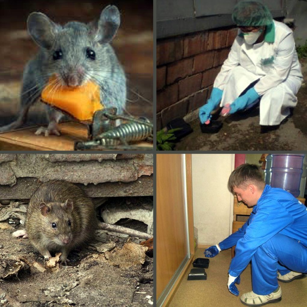 Дезинфекция от грызунов, крыс и мышей в Иваново