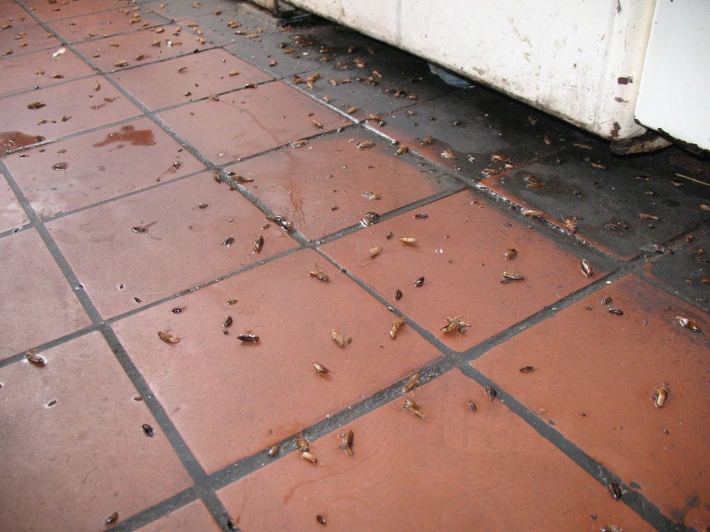 Уничтожение тараканов в квартире в Иваново 